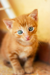 Little Cat Looking Very Closely