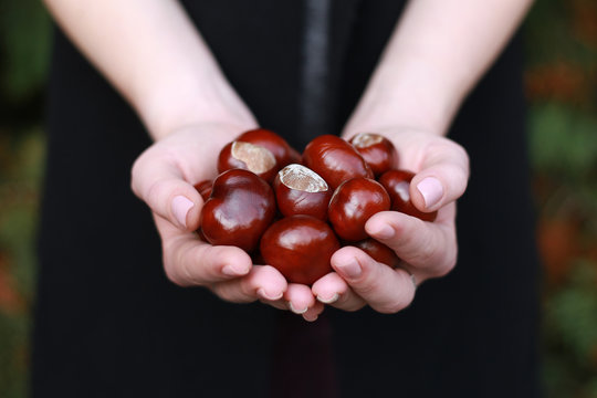 Chestnuts in young woman's hands