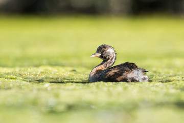 Little Grebe, Grebe, Tachybaptus ruficollis