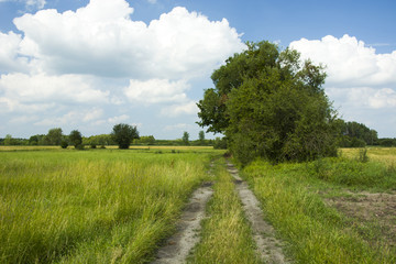 Field road through meadows and tall trees