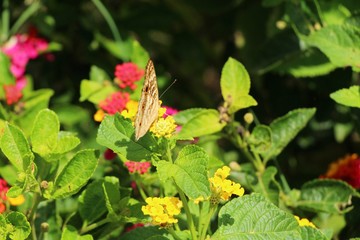 Beautiful colorful flowers with butterfly in garden