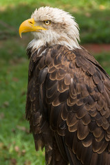 Águila
