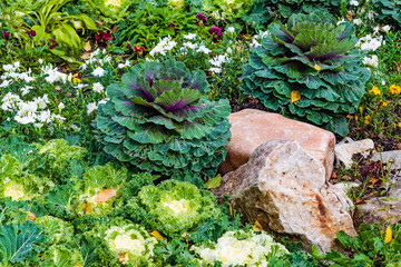 Decorative white and purple cabbage on a bed
