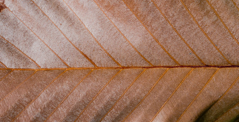 dry leaf texture background / orange color abstract background