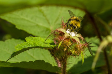 Wiesenhummel