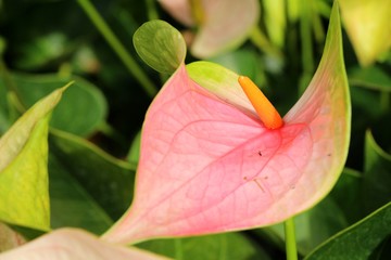 Flamingo flower at beautiful in the nature