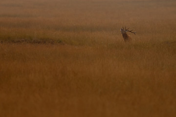 Naklejka na ściany i meble Red deer in nice sunlight during mating season 