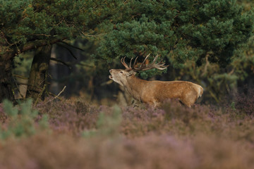 Red deer in nice sunlight during mating season
