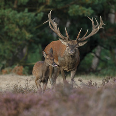 Red deer in nice sunlight during mating season
