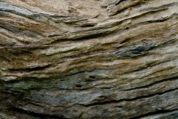 wood texture background / surface tree close up