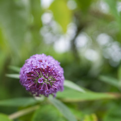 Schmetterlingsflieder