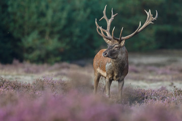 Fototapeta premium Red deer in nice sunlight during mating season 