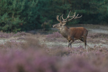 Red deer in nice sunlight during mating season
