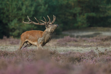 Red deer in nice sunlight during mating season
