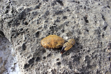 Panzer einer toten Krabbe an der Küste (Krabbenpanzer)