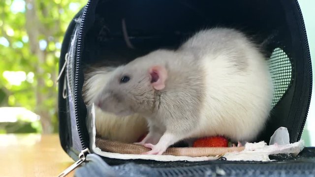Cute dumbo rat eat strawberry 