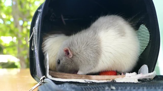 Cute dumbo rat eat strawberry 