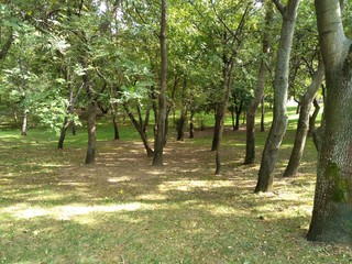 Forest