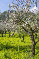 Mandelbl&uuml;te auf Mallorca