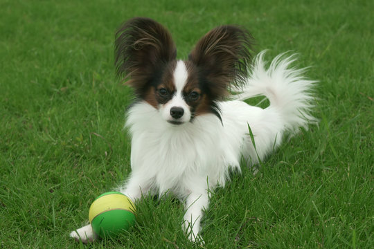 Beautiful young male dog Continental Toy Spaniel Papillon with ball on green lawn