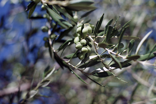 Oliven am Baum2