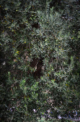 summer flowers close up view - beautiful natural flowers on the streets of Rome