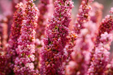 summer flowers close up view - beautiful natural flowers on the streets of Rome