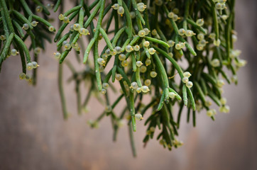 summer flowers close up view - beautiful natural flowers on the streets of Rome