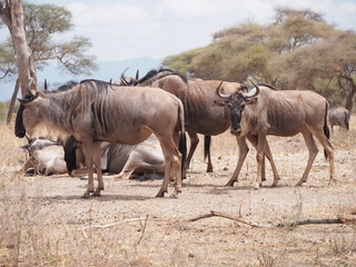Obraz na płótnie Canvas herd of wildebeest at Tarangire National Park, Tanzania, Africa