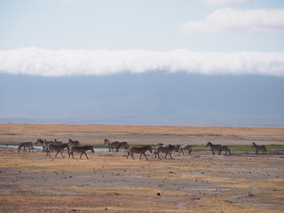 Fototapeta na wymiar herd of zebras at Ngorongoro Conservation Area, Tanzania, Africa