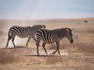 Obraz na płótnie Canvas zebras at Ngorongoro Conservation Area, Tanzania, Africa