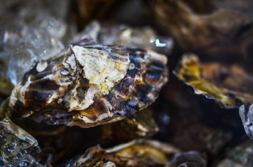 fresh seafood close up