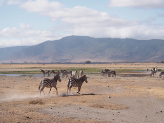 Fototapeta na wymiar running zebras at Ngorongoro Conservation Area, Tanzania, Africa