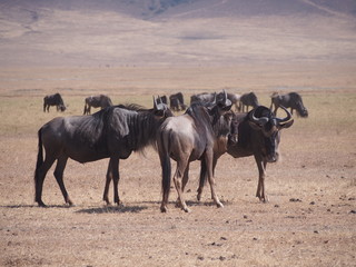 wildebeests at Ngorongoro Conservation Area, Tanzania, Africa