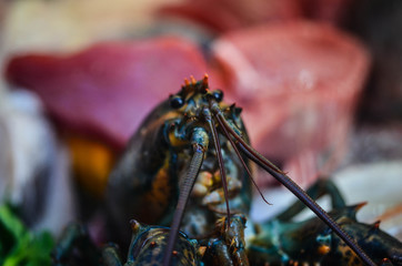 fresh seafood close up