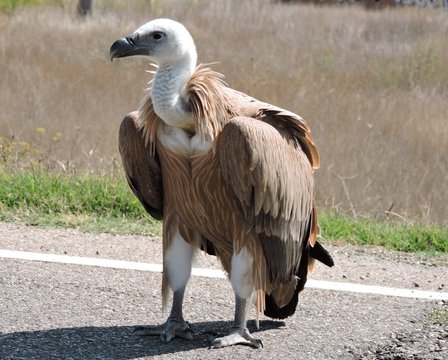 Majestuoso e imponente buitre leonado