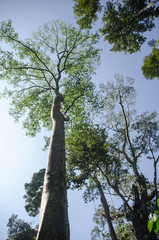 Big tree in the wide with bamboo pin