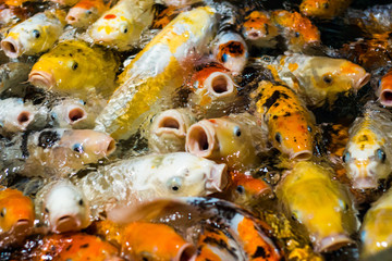 Obraz na płótnie Canvas Japanese funny fancy koi carp fishes asking for food