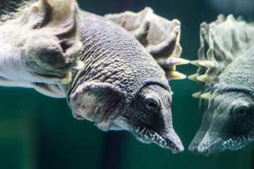 Pig nosed turtle under the water close up