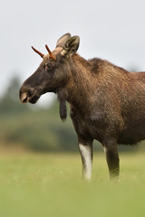 The European elk (moose) portrait in autumn meadow