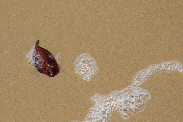 A single leaf washed up with the tide onto a sandy beach.