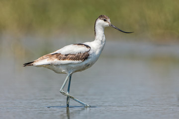 Pied Avocet 