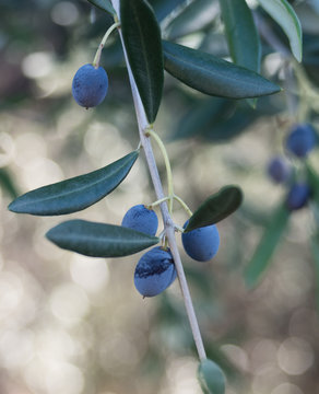 Black olives on the branch