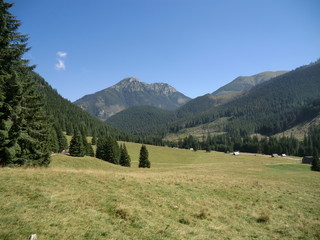 Fototapeta na wymiar Spruce trees and meadow in the Tatra Mountains near Zakopane, Poland