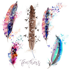 Collection of beautiful colorful feathers for design - obrazy, fototapety, plakaty