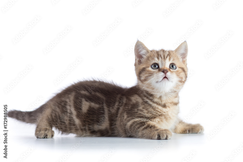 Wall mural Cute baby tabby kitten isolated on white background