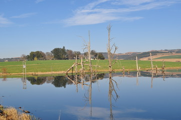 Obraz premium Reflected tree
