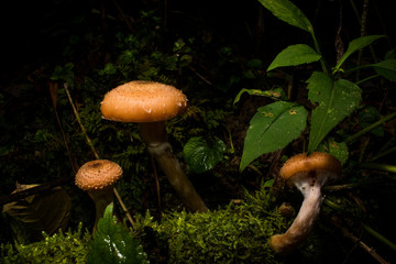 Mushrooms and Moss