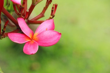 Plumeria flower with beautiful in the nature