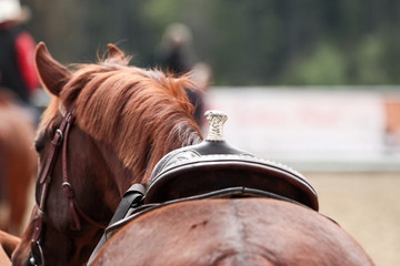 westernsattel freigestellt von hinten auf pferd, saddle from backside on horse